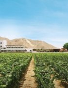 Rovos Train: uma viagem de luxo sobre trilhos africanos